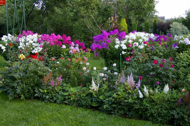 Флоксы кустовые
