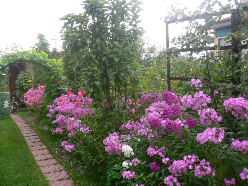 Флоксы многолетние соседство