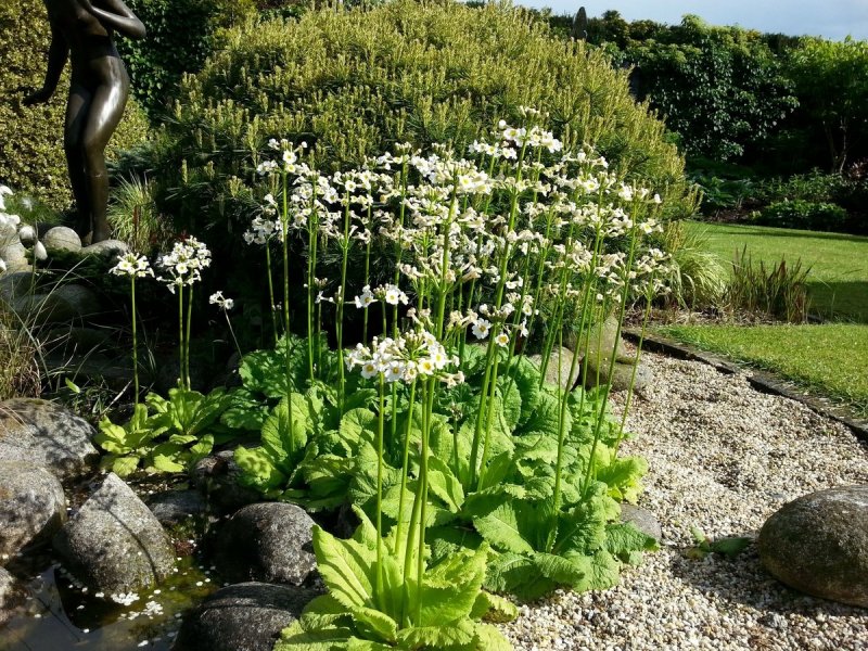 Примула японская "Alba" (Primula japonica)