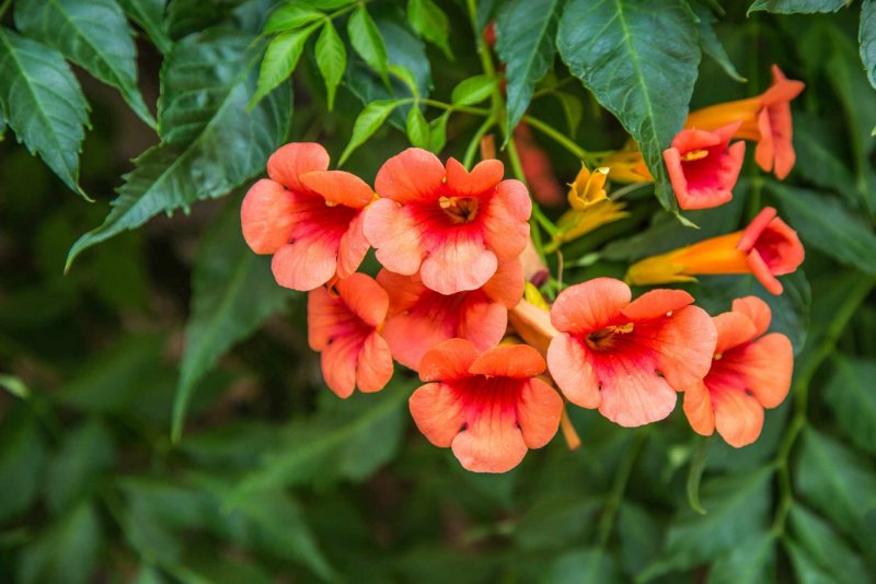 Кампсис укореняющийся Campsis radicans