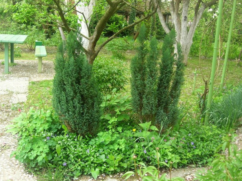 Chamaecyparis lawsoniana Ellwoodii