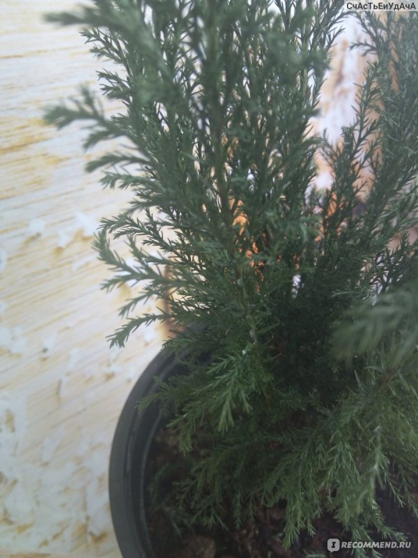 Chamaecyparis lawsoniana Ellwoodii