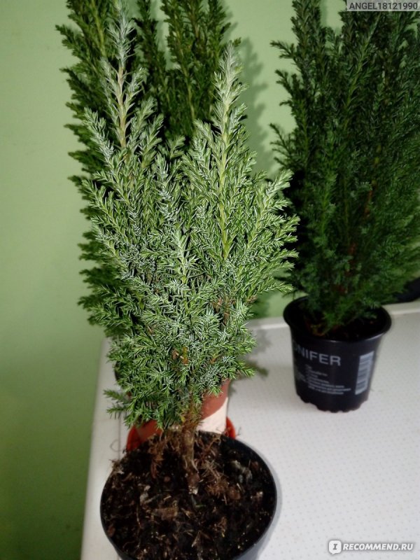 Кипарисовик Лавсона columnaris