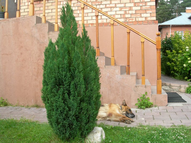 Кипарис Колумнарис