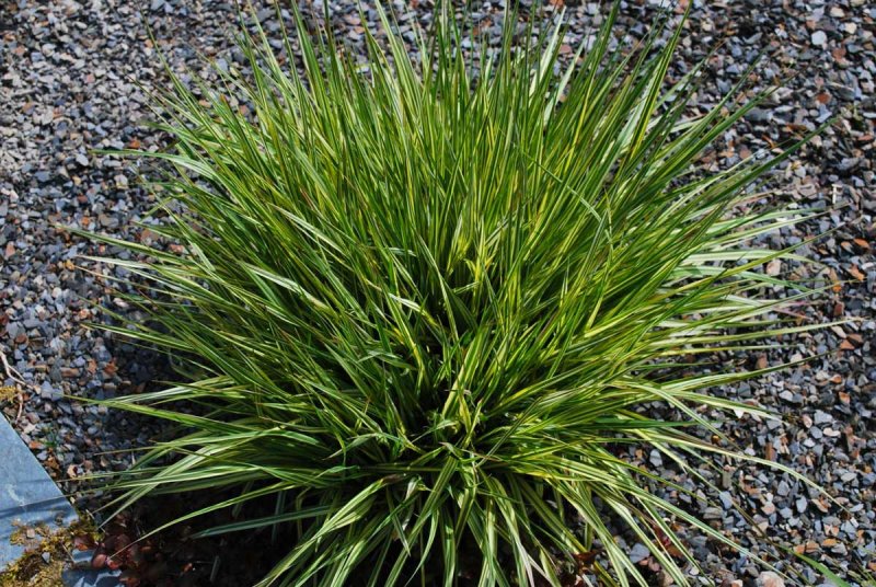 Молиния тростниковая "variegata"