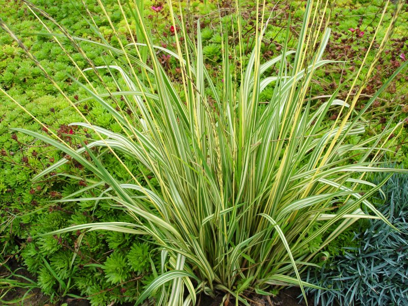 Молиния голубая variegata
