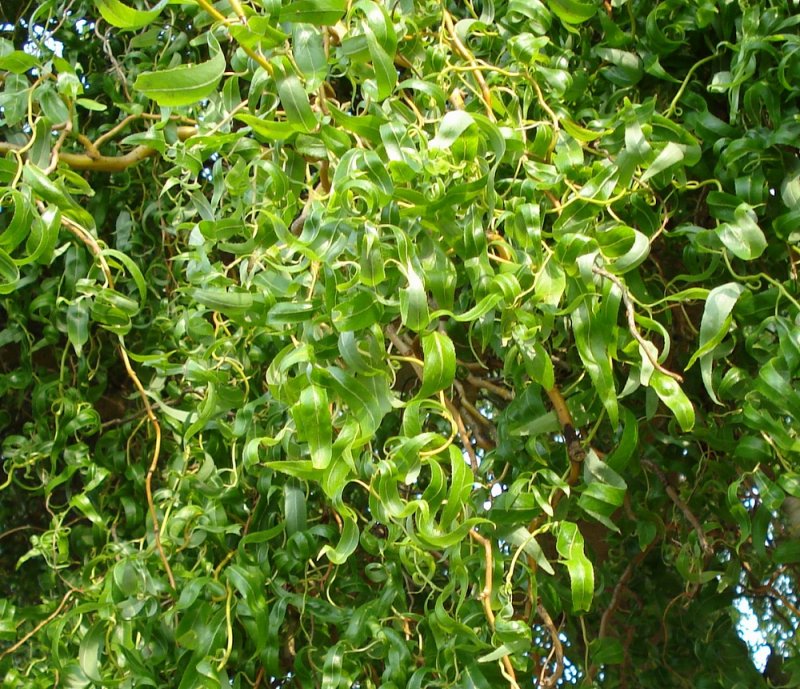 Ива Матсудана Erythroflexuosa