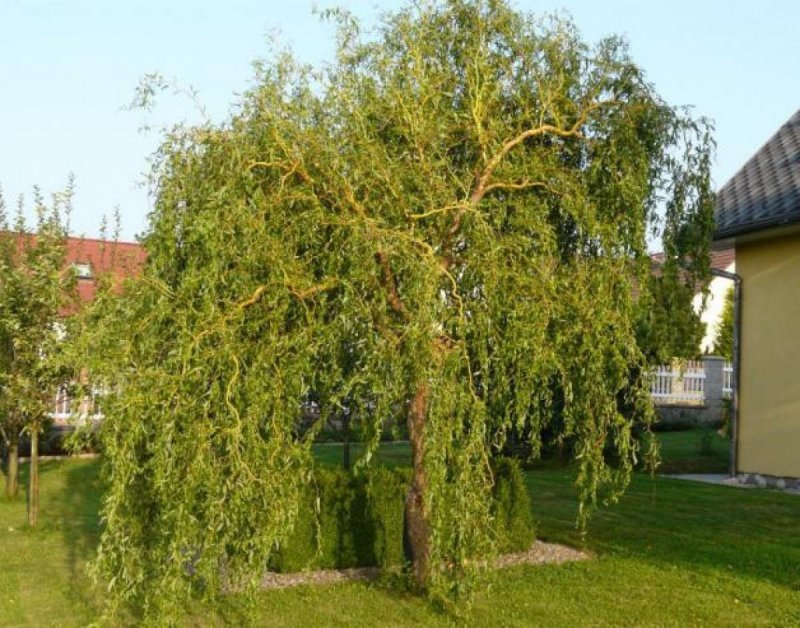 Ива Матсудана Erythroflexuosa