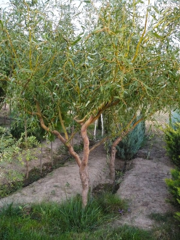 Ива Матсудана Salix matsudana