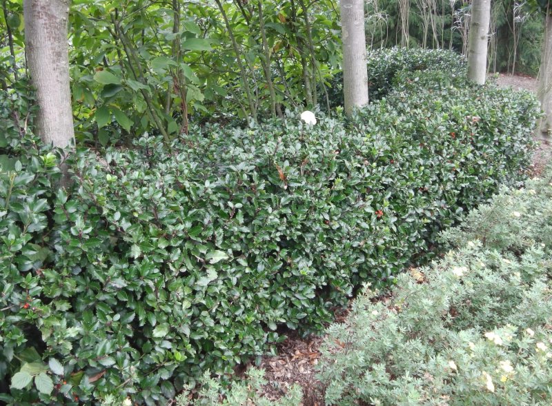 Ilex aquifolium куст