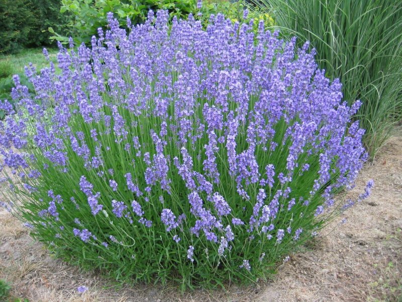 Лаванда гибридная (Lavandula Intermedia Phenomenal p12)