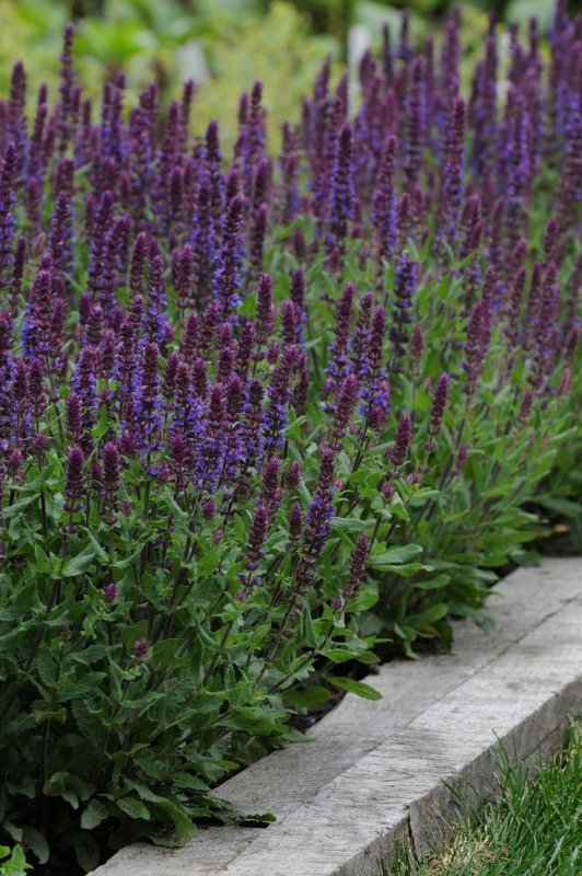 Шалфей (Salvia)