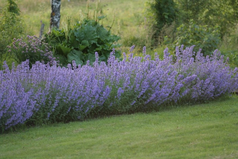 Котовник Фассена (Nepeta faassenii)
