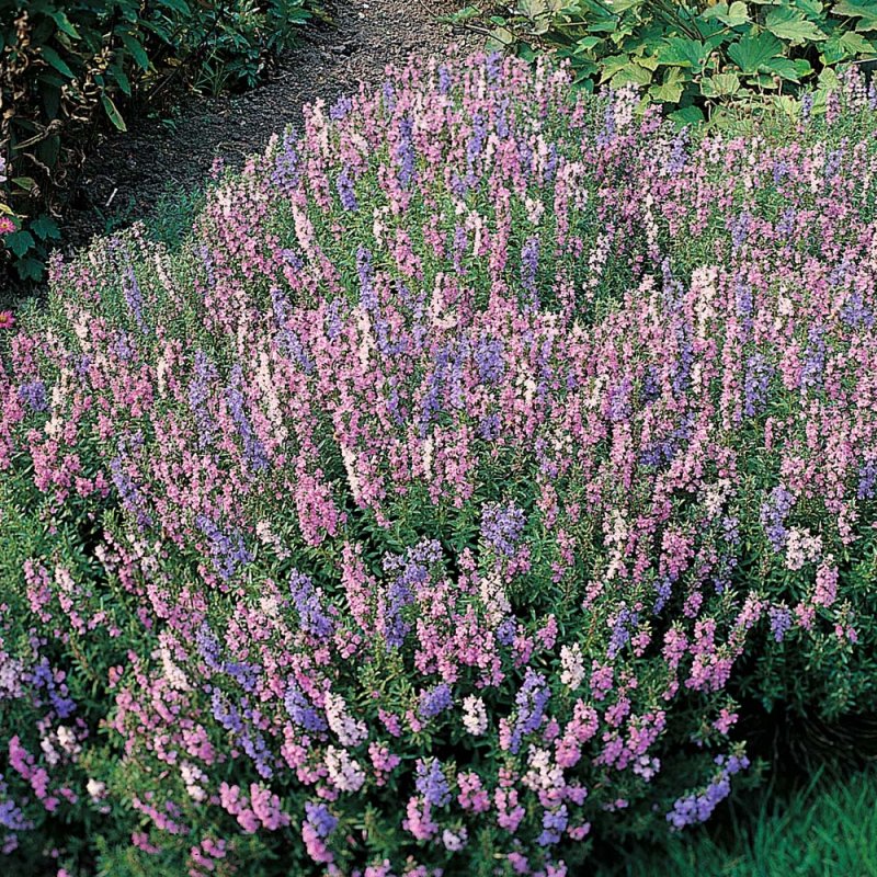 Иссоп лекарственный (Hyssopus officinalis) розовый