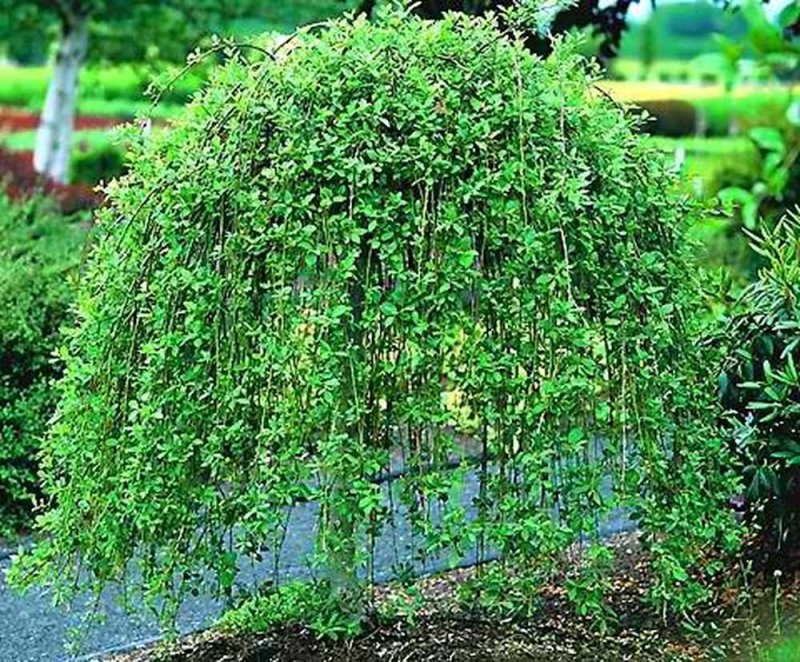 Ива пурпурная "pendula" (Пендула)