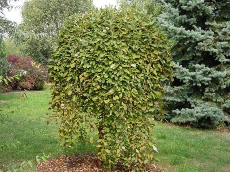 Salix caprea 'mas'