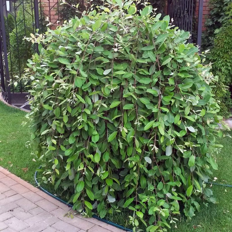 Ива Козья - Salix caprea 'pendula'