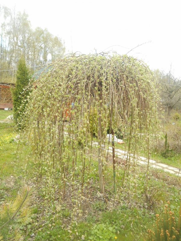 Лиственница Пендула Весна