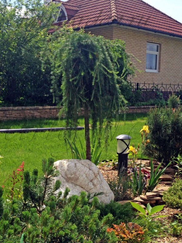Ива Козья Kilmarnock