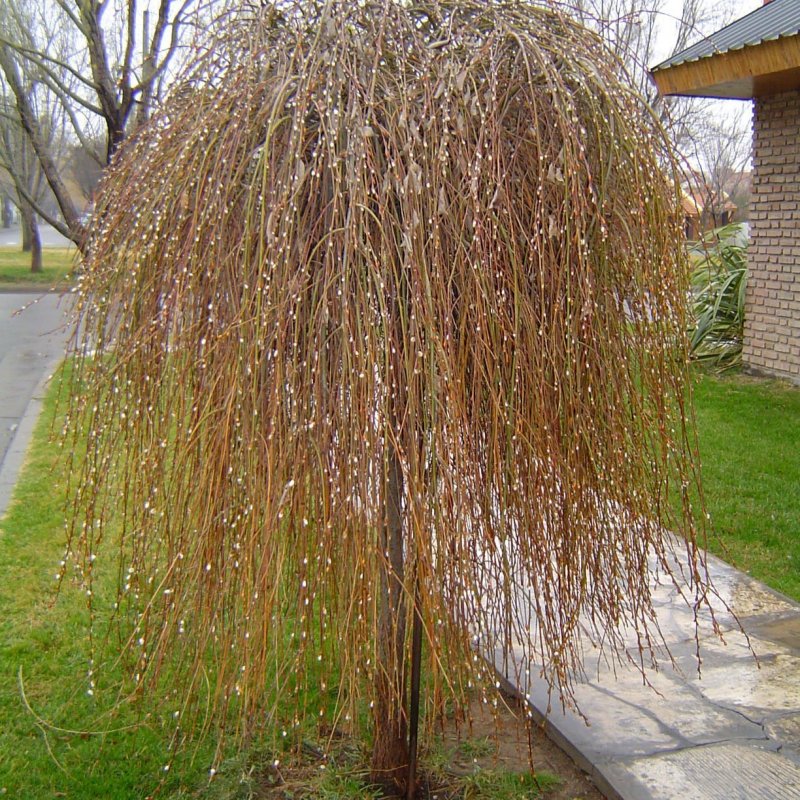 Salix caprea Kilmarnock Ива Козья