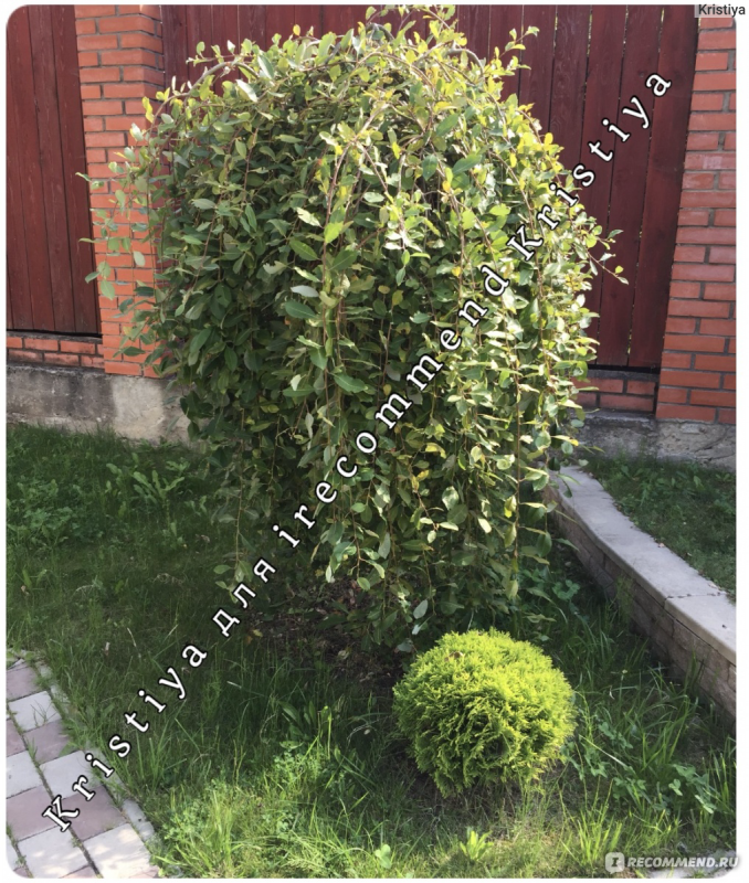 Ива Козья Килмарнок штамб 120