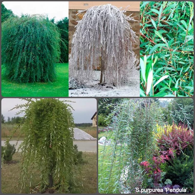 Ива Козья (Salix caprea) Килмарнок
