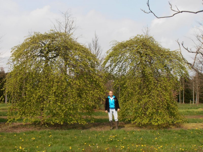 Ива Козья (Salix caprea) Килмарнок
