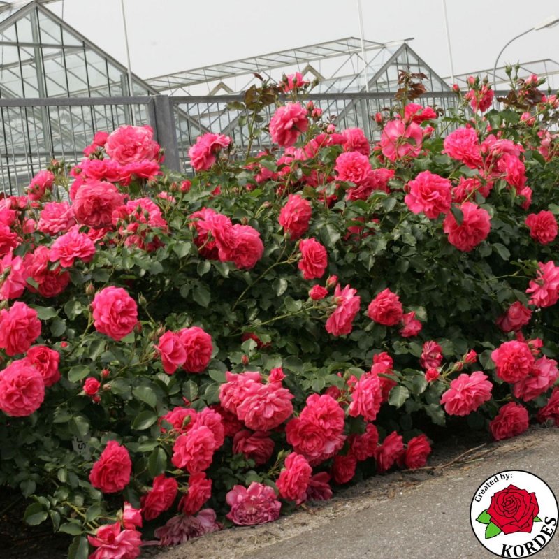 Роза плетистая Rosarium Uetersen