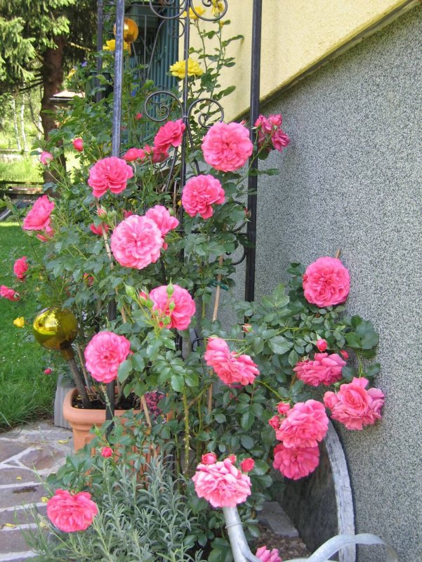 Rosarium Uetersen роза на штамбе