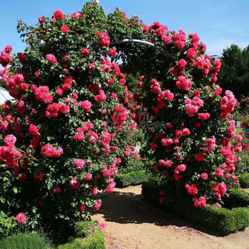 Роза плетистая Розариум Ютерсен (Rosarium Uetersen)