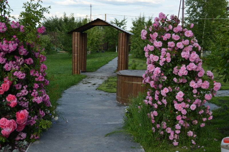 Роза ред Леонардо на штамбе