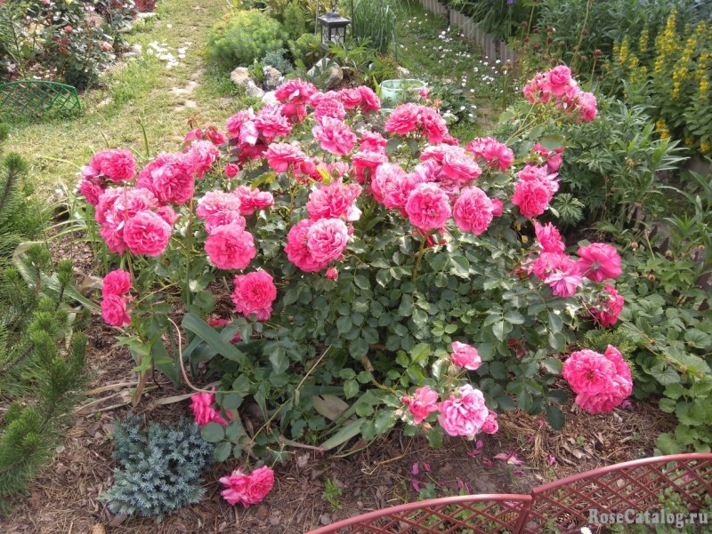 Роза плетистая Rosarium Uetersen