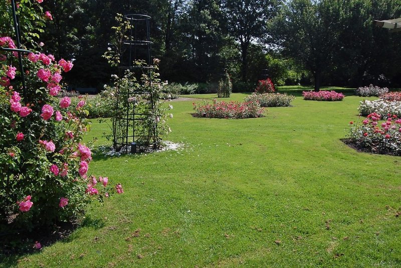 Серия Rosarium