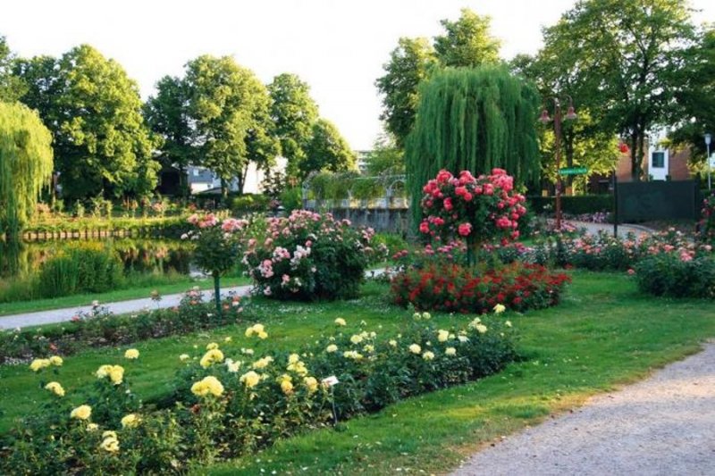 Парк роз в Германии "Rosarium Uetersen"