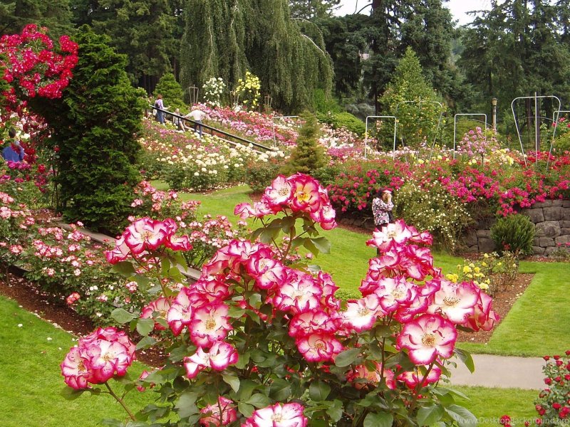 Rose Garden. Розарий.