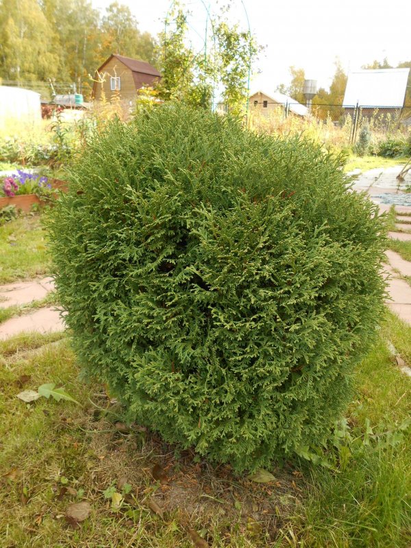 Туя Западная Hoseri