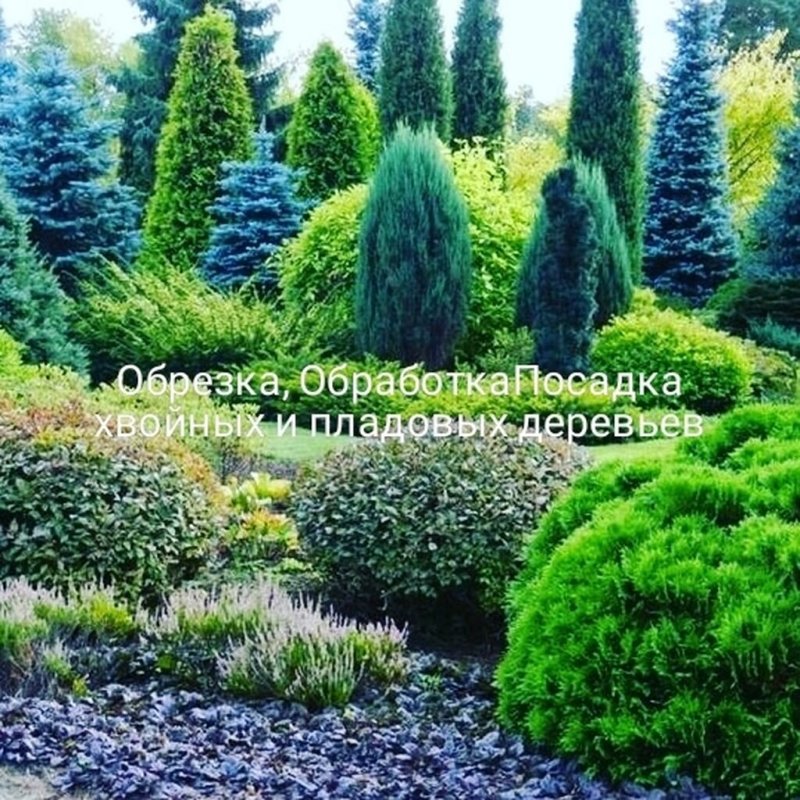 Туя и Горная сосна