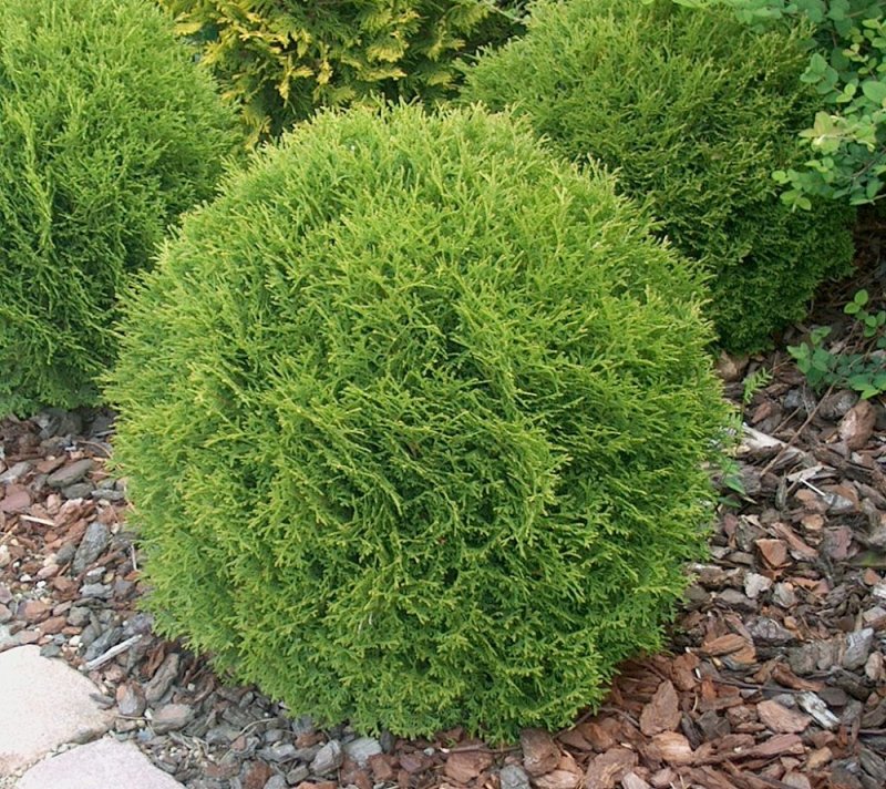 Туя Западная Thuja occidentalis “Danica”