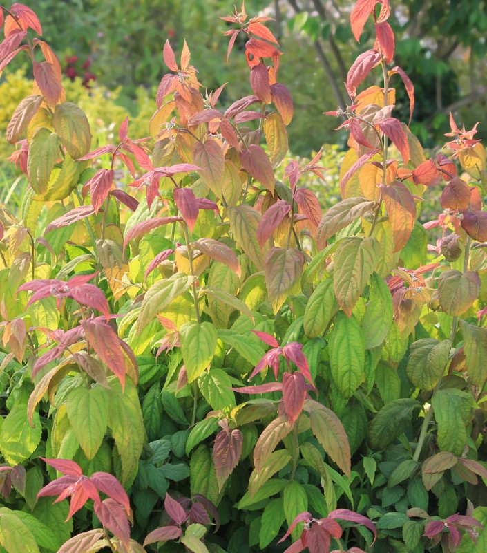 Спирея японская Spiraea japonica macrophylla