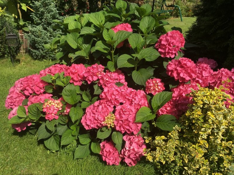 Спирея японская macrophylla