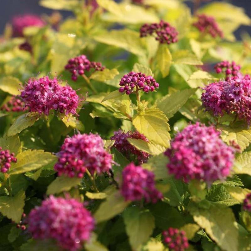 Спирея японская "macrophylla" ("макрофила")