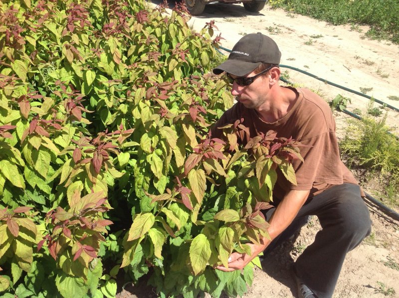 Спирея японская macrophylla