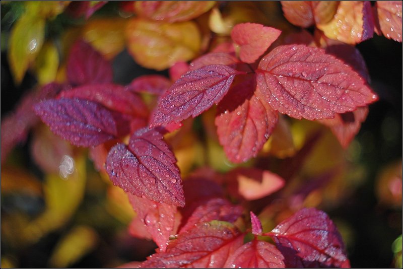Спирея японская (Spirea japonica) "Goldflame"