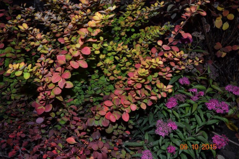 Spiraea japonica Magic Carpet