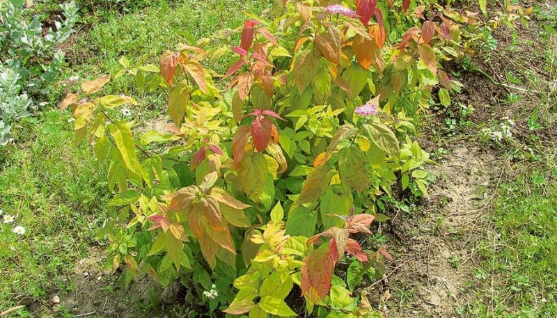 Спирея японская macrophylla