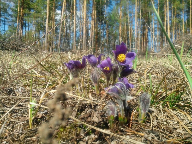 Прострел обыкновенный (Pulsatilla vulgaris)