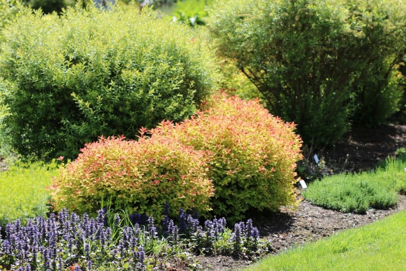 Спирея японская (Spiraea japonica `Goldflame`)