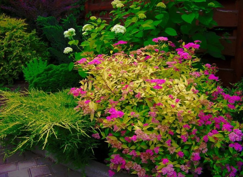 Spiraea japonica Goldflame