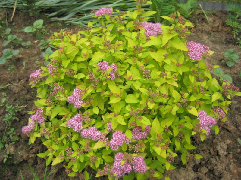 Спирея японская (Spiraea japonica `Golden Princess`)