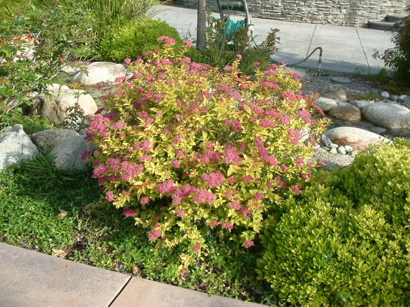 Спирея японская (Spiraea japonica `Goldflame`)